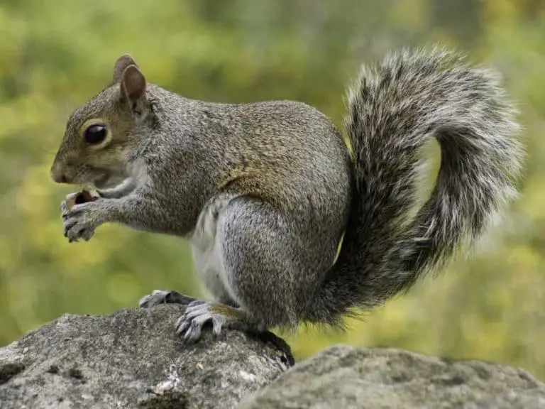 Do Squirrels Eat Bird Eggs - Animal Welfare Society Explains - Home Zesty